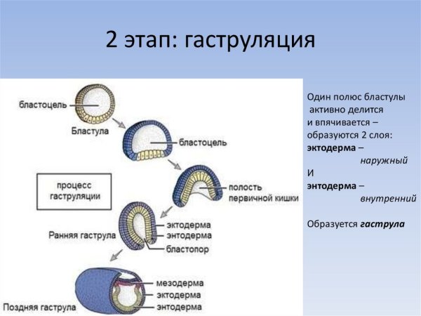Бластула гаструла нейрула гистология