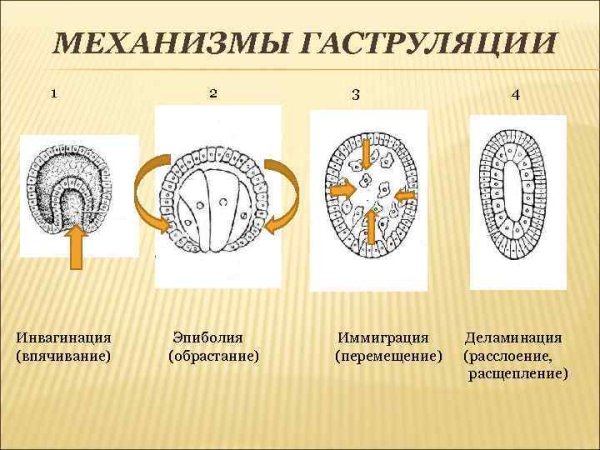 Этапы эмбриогенеза гаструляция