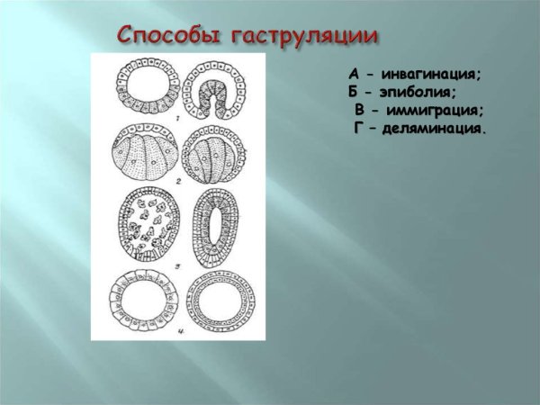 Бластула это стадия развития зародыша