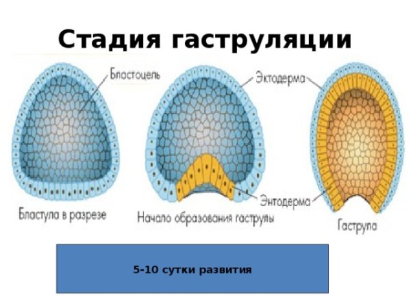 Строение бластулы ланцетника