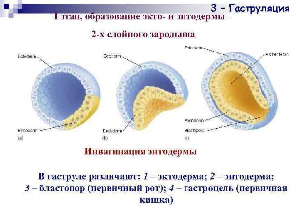 Инвагинация эпиболия деламинация иммиграция