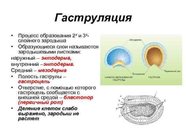 Инвагинация зародыша