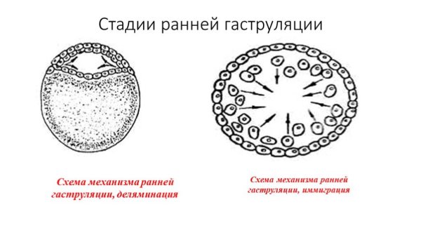Эмбриогенез гаструла бластула