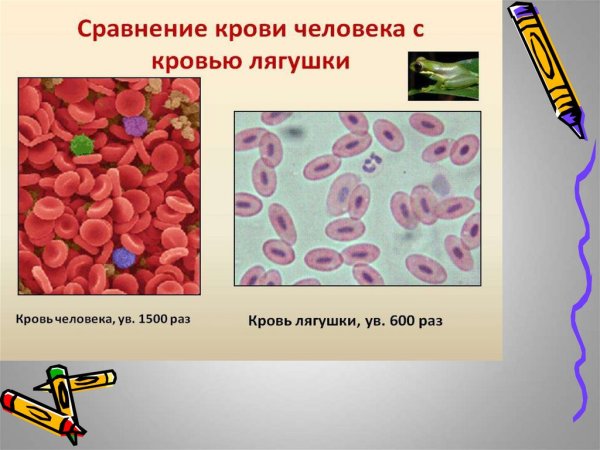 Строение крови под микроскопом