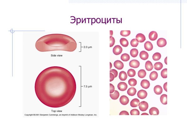 Эритроцит рисунок строение