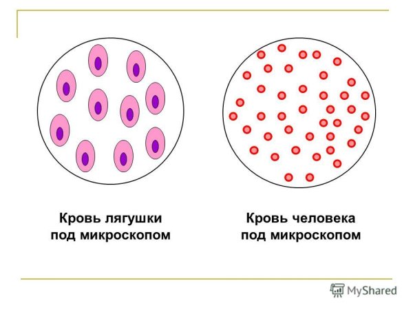 Клетки крови лягушки рисунок