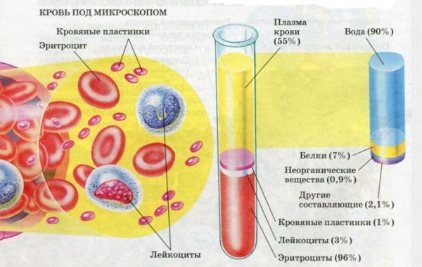 Структура крови