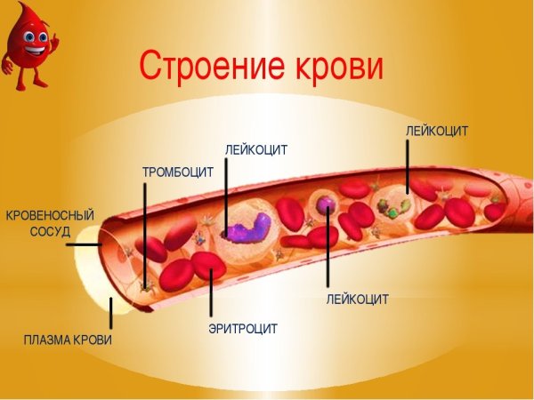 Гемолитическая анемия кровь эритроциты
