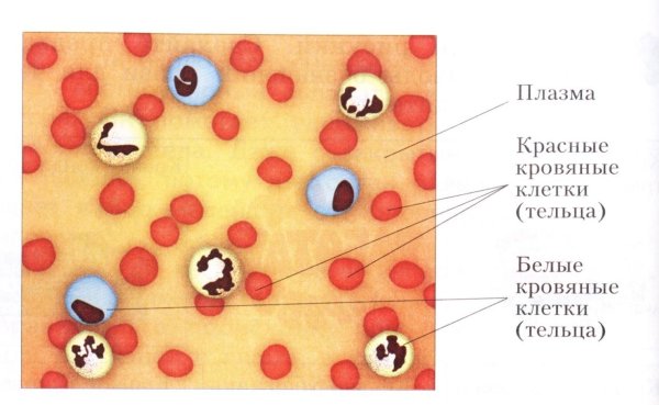 Клетки крови эритроциты