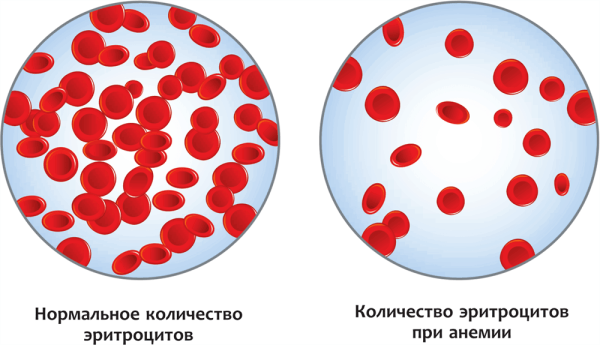 Строение клетки крови эритроциты