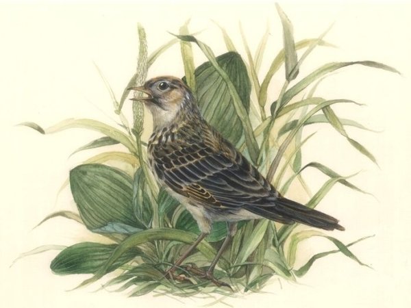 Иллюстрация к романсу Глинки Жаворонок