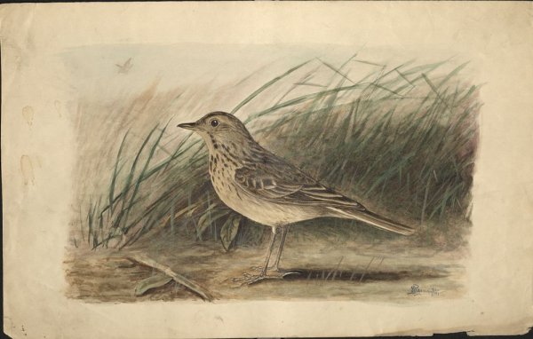 Иллюстрацию к романсу м.и. Глинки "Жаворонок"