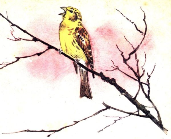 Георгий Скребицкий Жаворонок