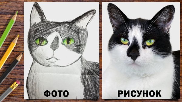 Кот малыш Анука давайка