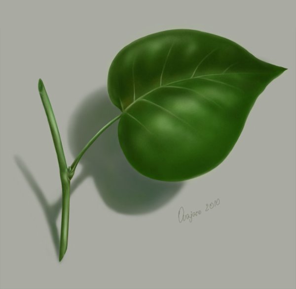 Сирень листья черешковые