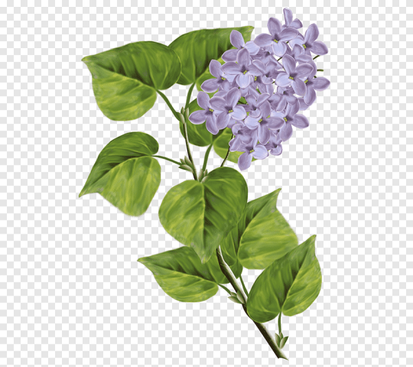 Листочки сирени