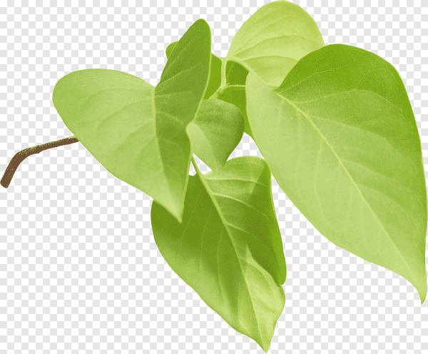 Сирень обыкновенная листья