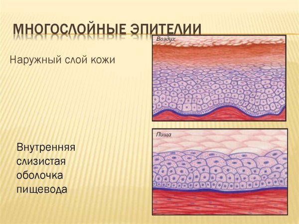 Однослойный многорядный переходный эпителий