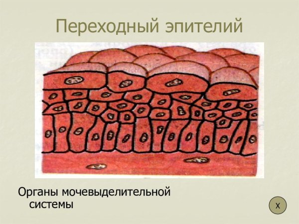 Многослойный переходный неороговевающий эпителий