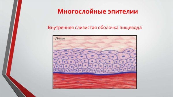 Покровный однослойный эпителий строение