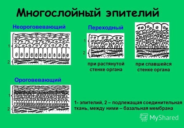 Плоскийпителий гистология