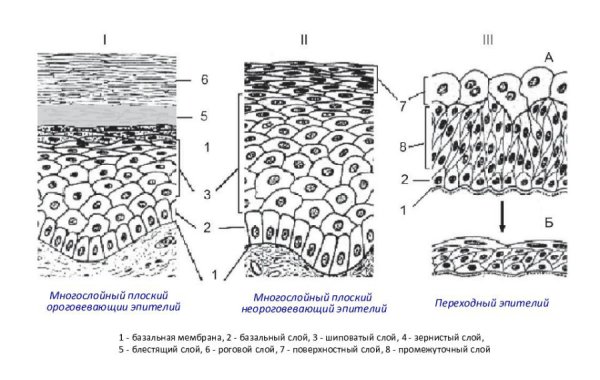 Однослойный плоский эпителий схема