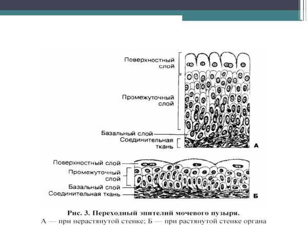 Многослойныйплоский нераговевщий эпителий