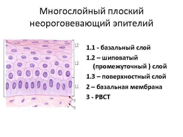 Однослойный плоский цилиндрический эпителий
