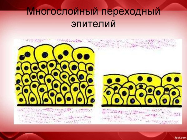 Многослойный плоский неороговевающий эпителий строение