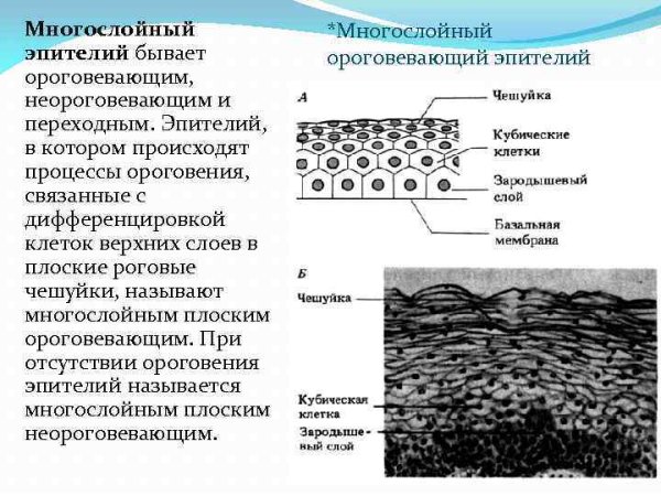 Многослойный плоский ороговевающий эпителий функции