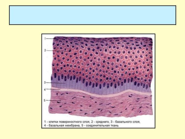 Многослойный ороговевающий эпителий рисунок