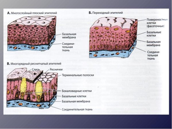 Эпителиальная ткань многослойный эпителий