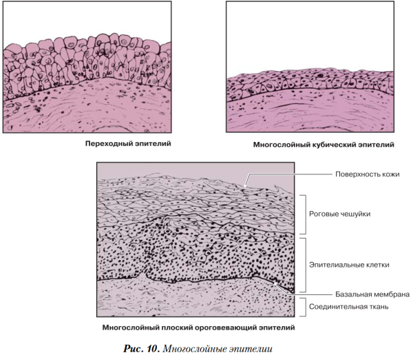 Эпителиальная ткань многослойный ороговевающий эпителий