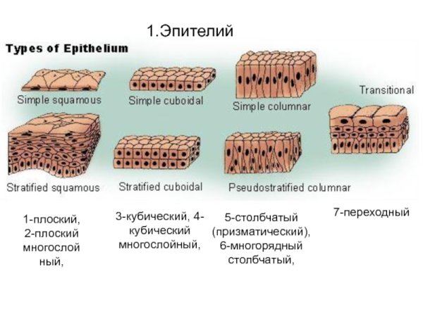 Многослойный кубический неороговевающий эпителий