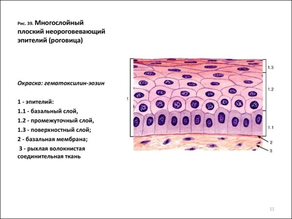 Эпителиальная ткань фото