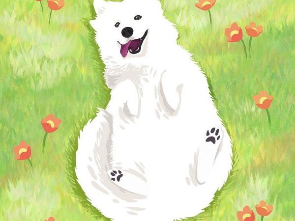 Самоедская лайка рисунок