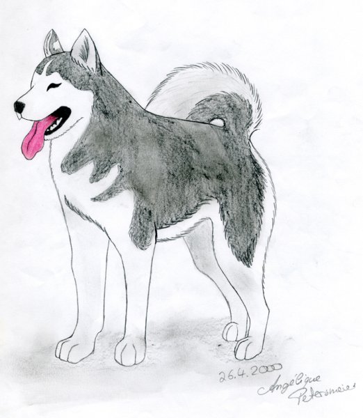 Хаски рисунок карандашом