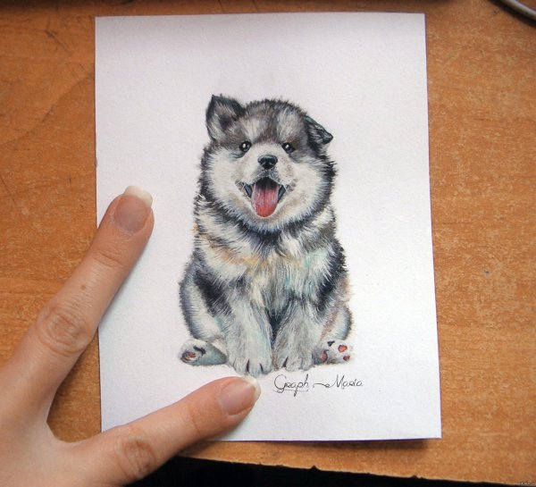 Картинки для срисовки собаки простым карандашом