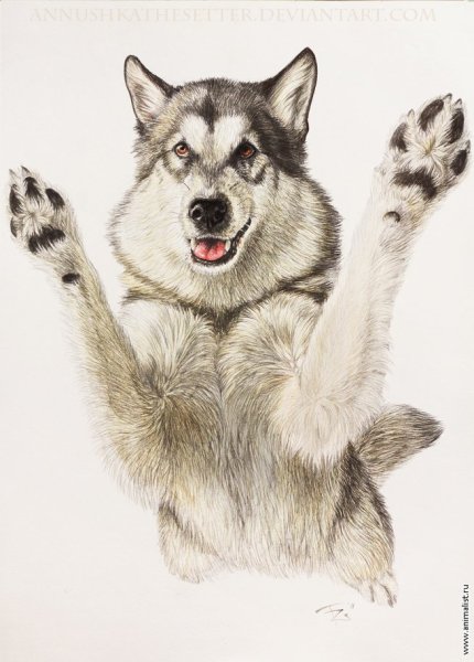 Рисунки маламута