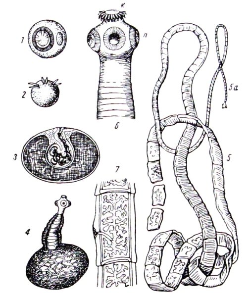 Ленточные черви свиной цепень строение