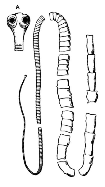 Ленточный червь бычьего цепня