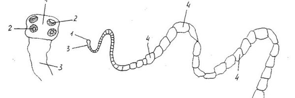 Бычий цепень строение