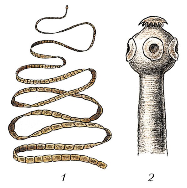 Ленточные черви бычий цепень строение