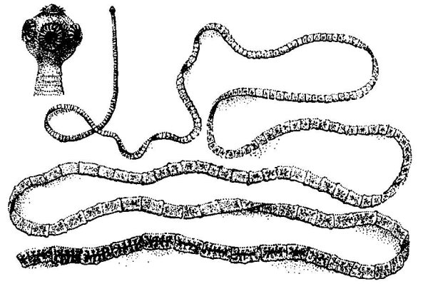 Бычий слепень черно белый