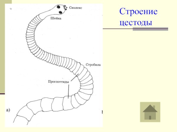 Ленточные черви строение