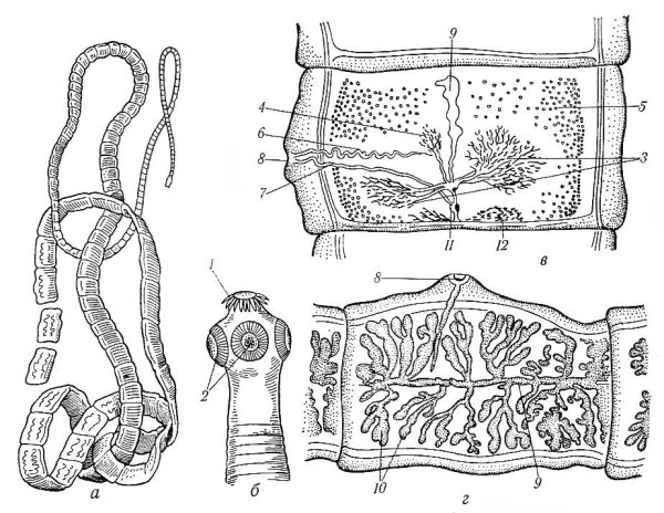 Строение членика ленточных червей