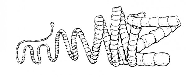 Бычий цепень кольчатые черви