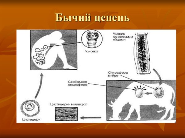 Бычий цепень невооруженный Финна