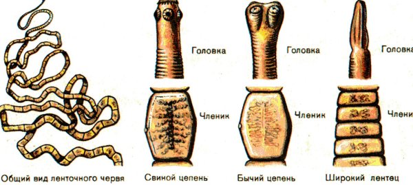 Ленточные черви широкий лентец
