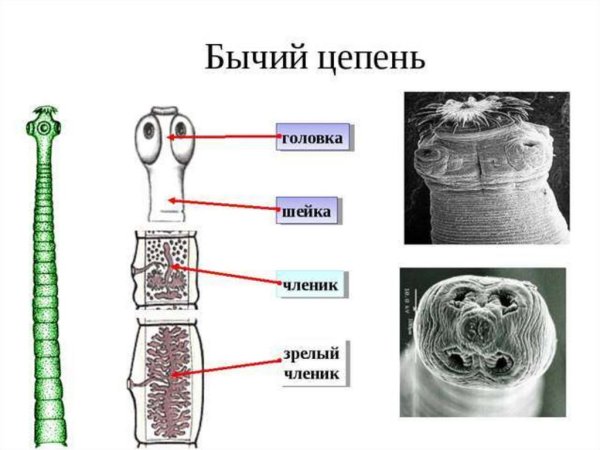 Ленточные черви бычий цепень